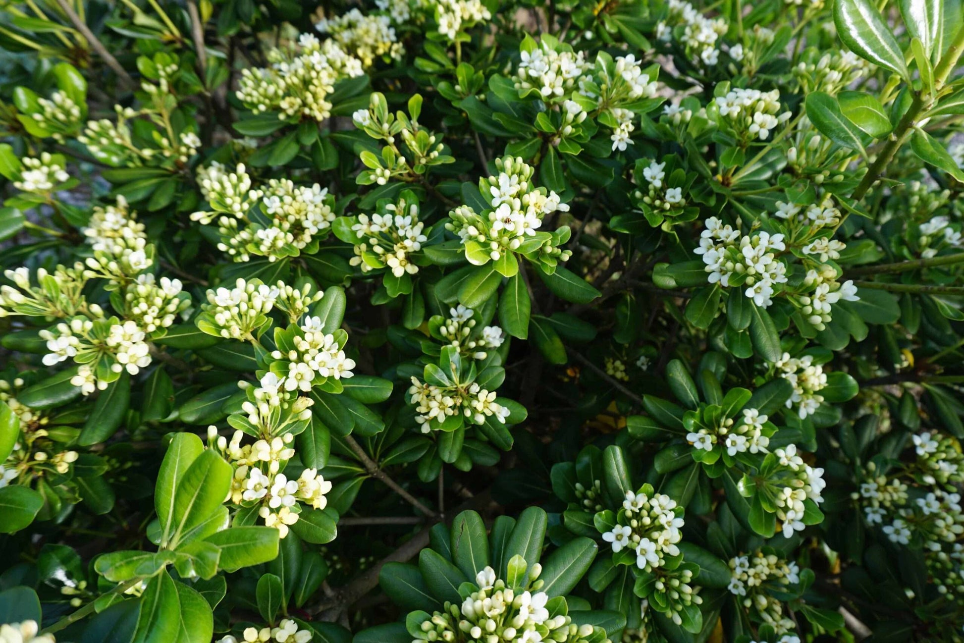 Pittosporum Tobira Flower seeds for Planting - Cut Flower Favorite, Heirloom & GMO Free Seeds for Home Garden