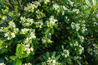 Pittosporum Tobira Flower seeds for Planting - Cut Flower Favorite, Heirloom & GMO Free Seeds for Home Garden