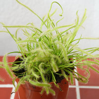 Light Green Sundew for Planting Perfect for Borders Heirloom & GMO Free Seeds for Home Garden
 
 Sale