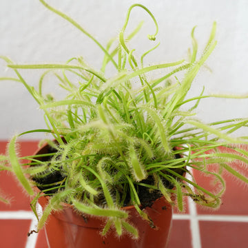 Light Green Sundew for Planting Perfect for Borders Heirloom & GMO Free Seeds for Home Garden
 
 Sale