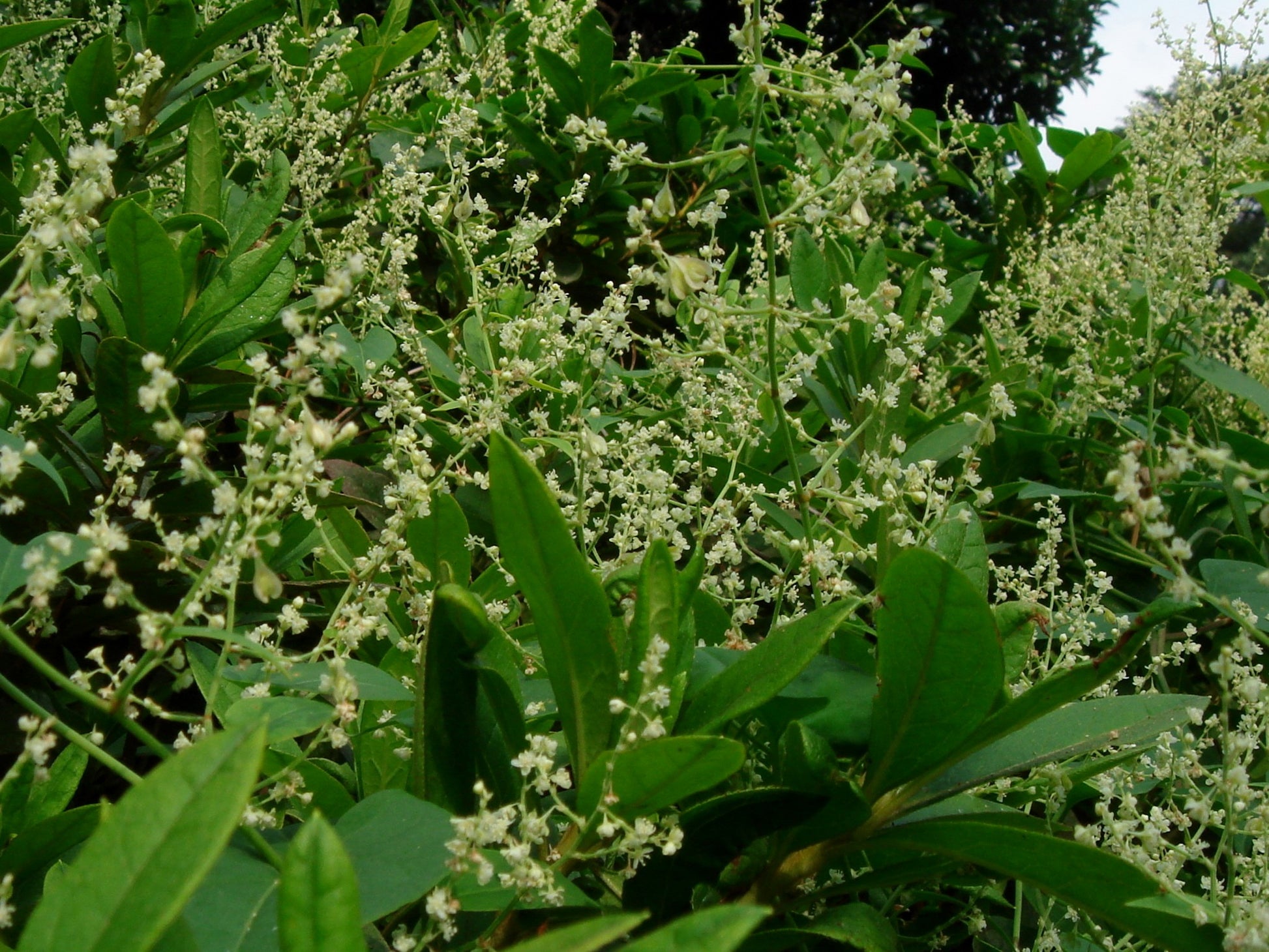 Fallopia Multiflora Flower seeds for Planting - Low Maintenance, Heirloom & GMO Free Seeds for Home Garden