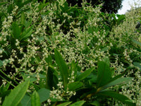 Fallopia Multiflora Flower seeds for Planting - Low Maintenance, Heirloom & GMO Free Seeds for Home Garden