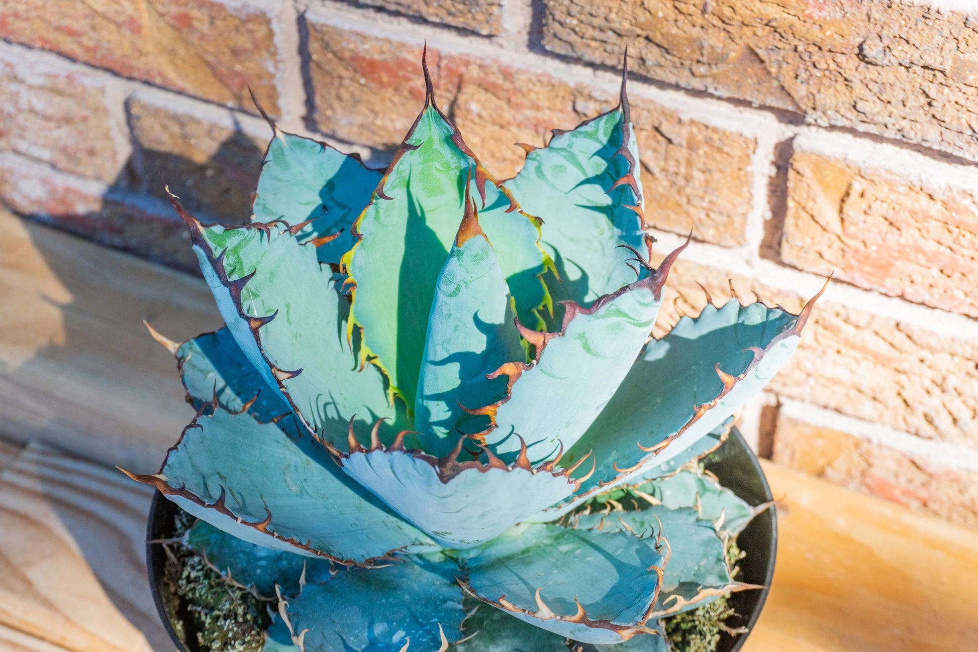 Blue Agave Titanota Flower seeds for Planting Compact Growth Heirloom & GMO Free Seeds for Home Garden
 
 Sale