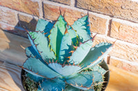 Blue Agave Titanota Flower seeds for Planting Compact Growth Heirloom & GMO Free Seeds for Home Garden
 
 Sale