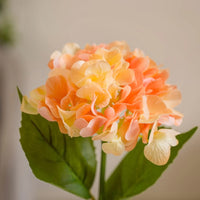 Peach Hydrangea Flower seeds for Planting - Garden Favorite, Heirloom & GMO Free Seeds for Home Garden