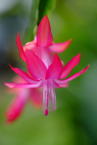 Schlumbergera Flower seeds for Planting Long Bloom Season Heirloom & GMO Free Seeds for Home Garden