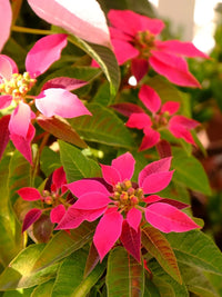 Poinsettia Flower seeds for Planting Premium Quality Heirloom & GMO Free Seeds for Home Garden