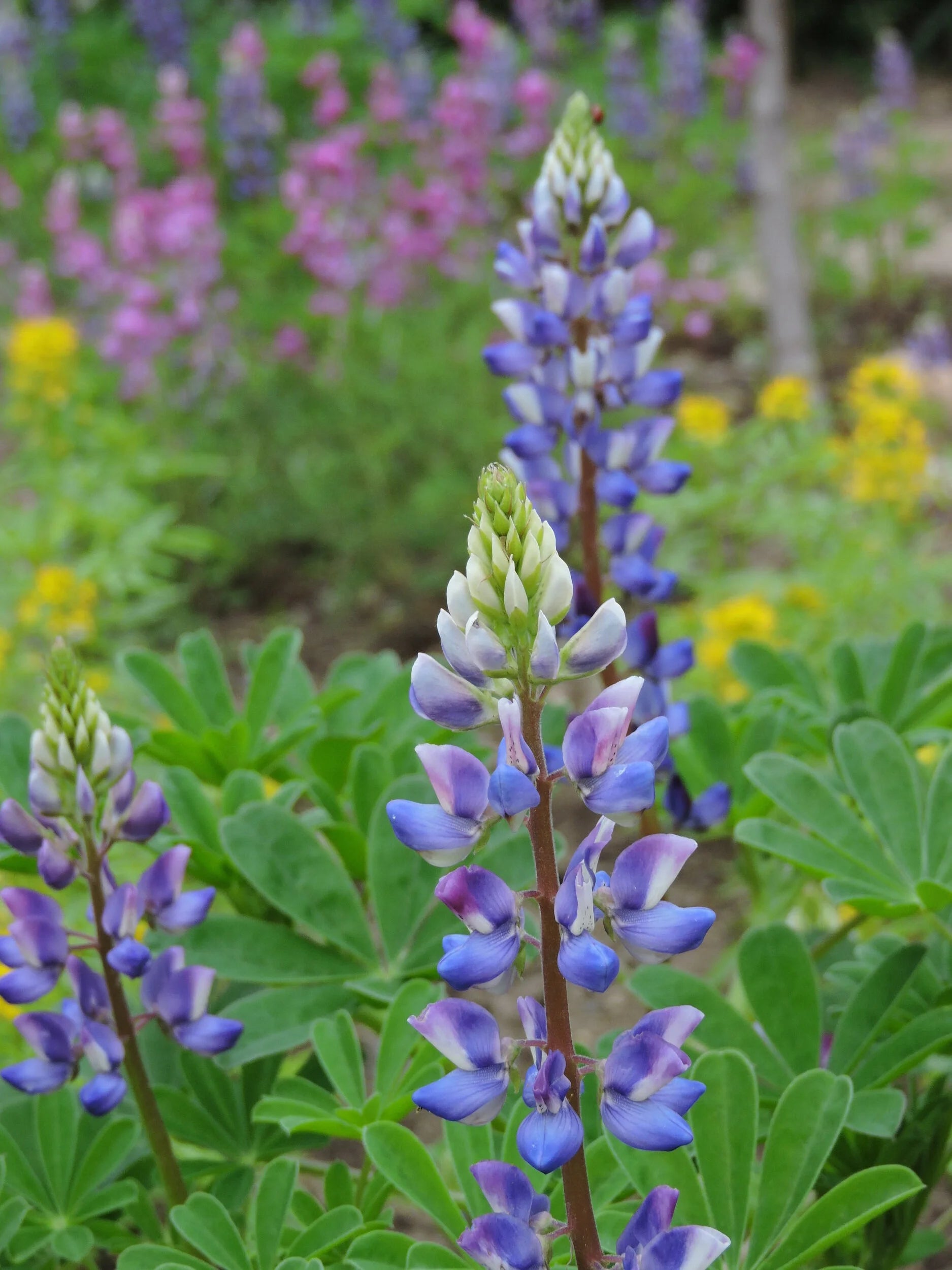 Purple Arroyo Lupine Flower seeds for Planting - Premium Quality, Heirloom & GMO Free Seeds for Home Garden