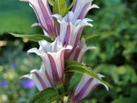 Lavender Gentiana Asclepiadea Flower seeds for Planting - Long Bloom Season, Heirloom & GMO Free Seeds for Home Garden