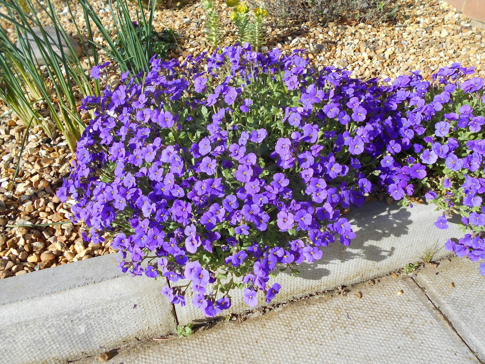 Aubrieta Violet Flower seeds for Planting - Shade Tolerant, Heirloom & GMO Free Seeds for Home Garden