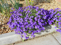 Aubrieta Violet Flower seeds for Planting - Shade Tolerant, Heirloom & GMO Free Seeds for Home Garden