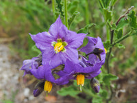 Solanum Flower Seeds for Colorful Garden Blooms  Perfect for Planting and Cultivating Stunning Flower Displays!