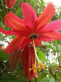 Passiflora Parritae Flower seeds for Planting, Seasonal Bloomer Heirloom & GMO Free Seeds for Home Garden