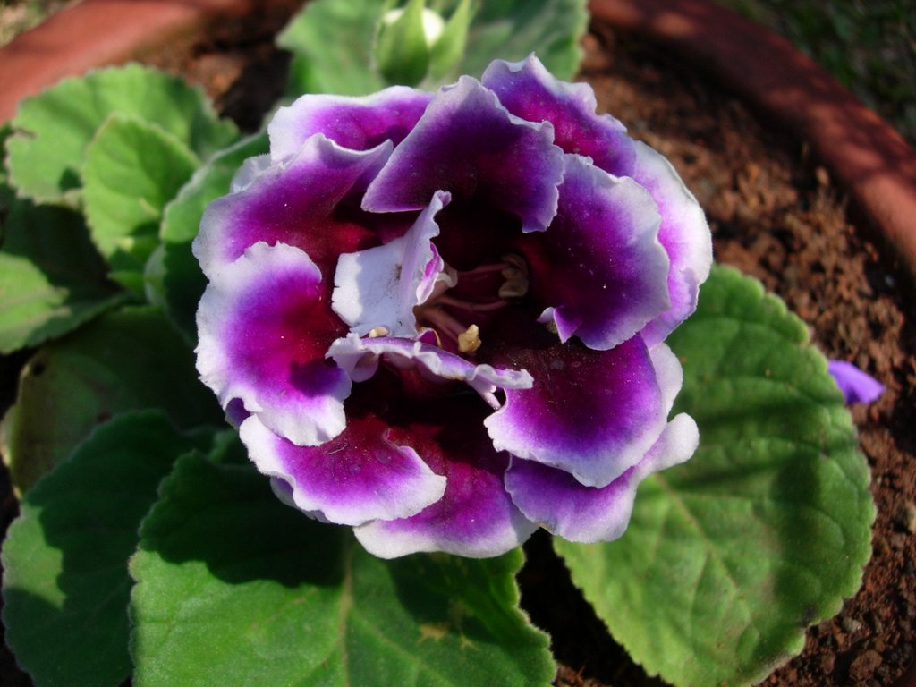 Thick Blue Gloxinia Flower seeds for Planting - Compact Growth, Heirloom & GMO Free Seeds for Home Garden