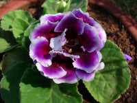 Thick Blue Gloxinia Flower seeds for Planting - Compact Growth, Heirloom & GMO Free Seeds for Home Garden