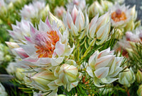 Serruria Flower seeds for Planting Cut Flower Favorite Heirloom & GMO Free Seeds for Home Garden 
 
 Sale