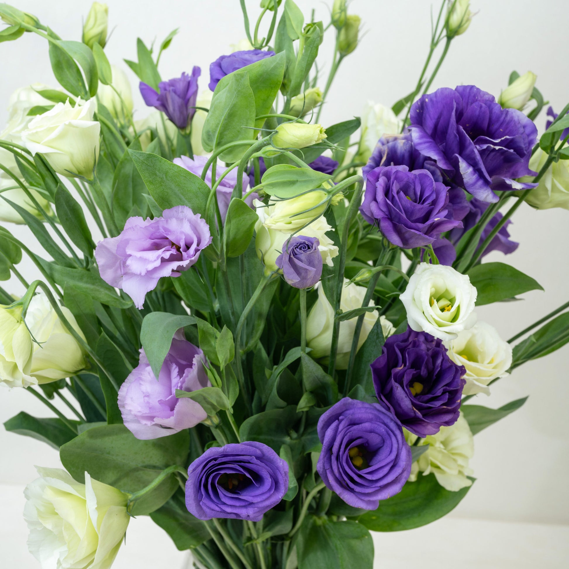 Eustomia Flower seeds for Planting - Perfect for Borders, Heirloom & GMO Free Seeds for Home Garden