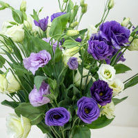 Eustomia Flower seeds for Planting - Perfect for Borders, Heirloom & GMO Free Seeds for Home Garden