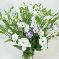 Eustomia Flower seeds for Planting - Perfect for Borders, Heirloom & GMO Free Seeds for Home Garden