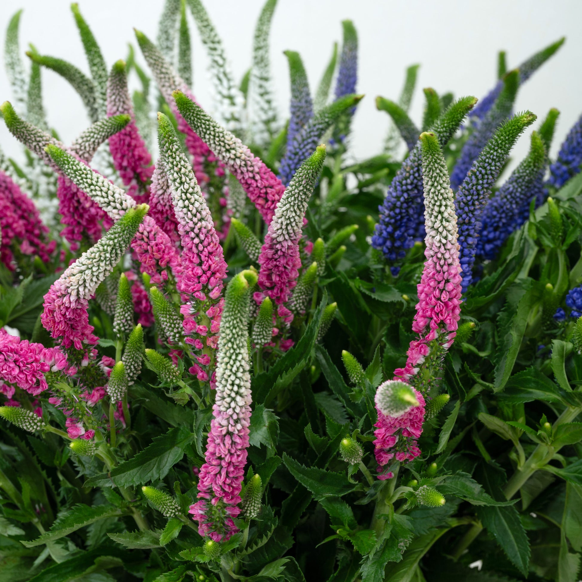 Veronica Flower seeds for Planting Sun Loving Heirloom & GMO Free Seeds for Home Garden