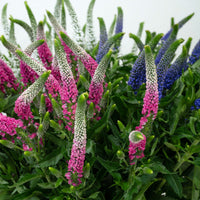 Veronica Flower seeds for Planting Sun Loving Heirloom & GMO Free Seeds for Home Garden