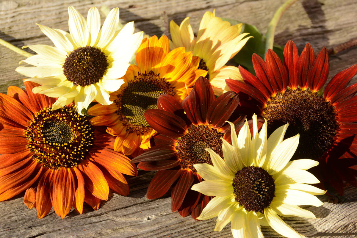 Mixed Helianthus Flower seeds for Planting - Vibrant Colors, Heirloom & GMO Free Seeds for Home Garden