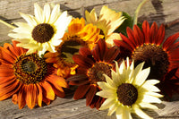 Mixed Helianthus Flower seeds for Planting - Vibrant Colors, Heirloom & GMO Free Seeds for Home Garden