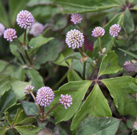 Polygonum Capitatum Flower seeds for Planting Low Maintenance Heirloom & GMO Free Seeds for Home Garden