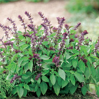 Basil Flower seeds for Planting Long Bloom Season Heirloom & GMO Free Seeds for Home Garden 
 
 Sale
