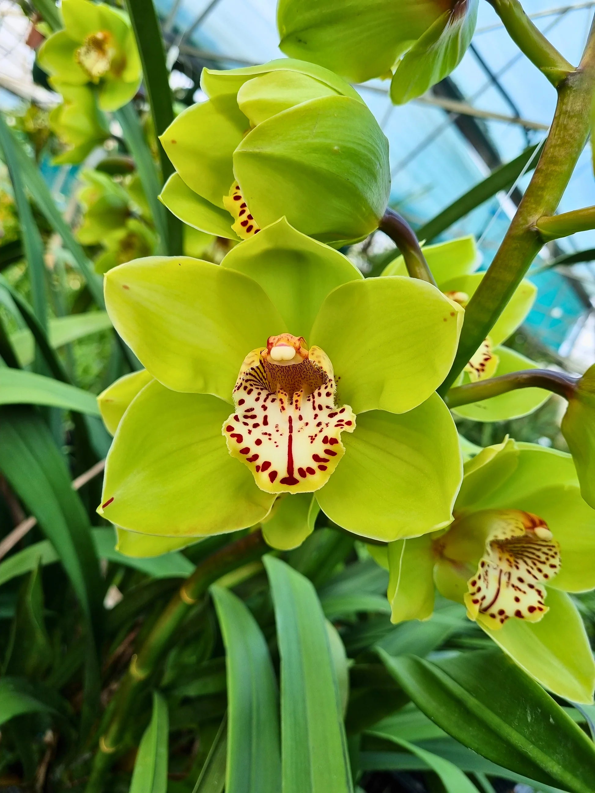 Green Cymbidium Flower seeds for Planting - Bright Blooms, Heirloom & GMO Free Seeds for Home Garden