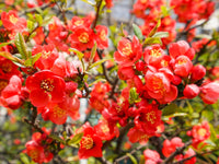 Red Quince Flower seeds for Planting - Shade Tolerant, Heirloom & GMO Free Seeds for Home Garden