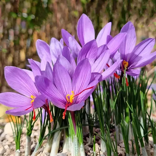 Sativus Flower seeds for Planting - Vibrant Colors, Heirloom & GMO Free Seeds for Home Garden