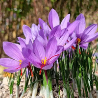 Sativus Flower seeds for Planting - Vibrant Colors, Heirloom & GMO Free Seeds for Home Garden