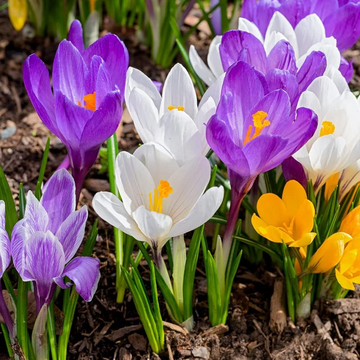 Mixed Crocus Flower Seeds for Planting Garden Favorite Heirloom & GMO Free Seeds for Home Garden
 
 Sale