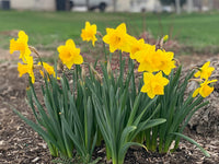Non GMO mixed daffodil seeds