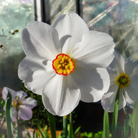Perennial daffodil seeds for spring flowering gardens