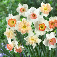Cream Narcissus Flower Seeds for Planting Pollinator Friendly Heirloom & GMO Free Seeds for Home Garden
 
 Sale