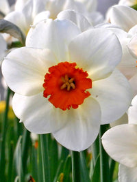 Thick Orange White Daffodils Flower Seeds for Planting Easy to Grow Heirloom & GMO Free Seeds for Home Garden
 
 Sale