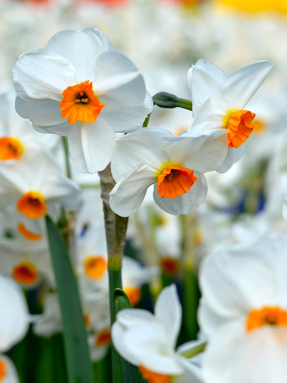 Narcissus White Red Seeds for Planting - Elegant Flower Blooms