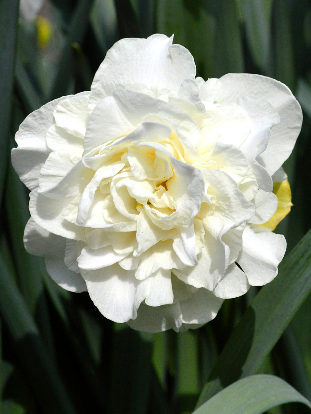 White Daffodils Flower seeds for Planting - Colorful Display, Heirloom & GMO Free Seeds for Home Garden