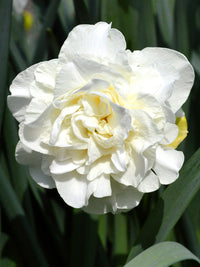 White Daffodils Flower seeds for Planting - Colorful Display, Heirloom & GMO Free Seeds for Home Garden