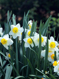 White Daffodil Flower Seeds Flower seeds for Planting Compact Growth Heirloom & GMO Free Seeds for Home Garden