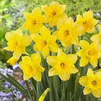 Daffodils Flower seeds for Planting - Low Maintenance, Heirloom & GMO Free Seeds for Home Garden