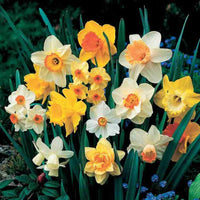 Mixed Double Petals Narcissus Daffodil Flower Seeds for Planting Easy to Grow Heirloom & GMO Free Seeds for Home Garden
 
 Sale