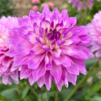 Dahlia Flower seeds for Planting Compact Growth Heirloom & GMO Free Seeds for Home Garden 
 
 Sale