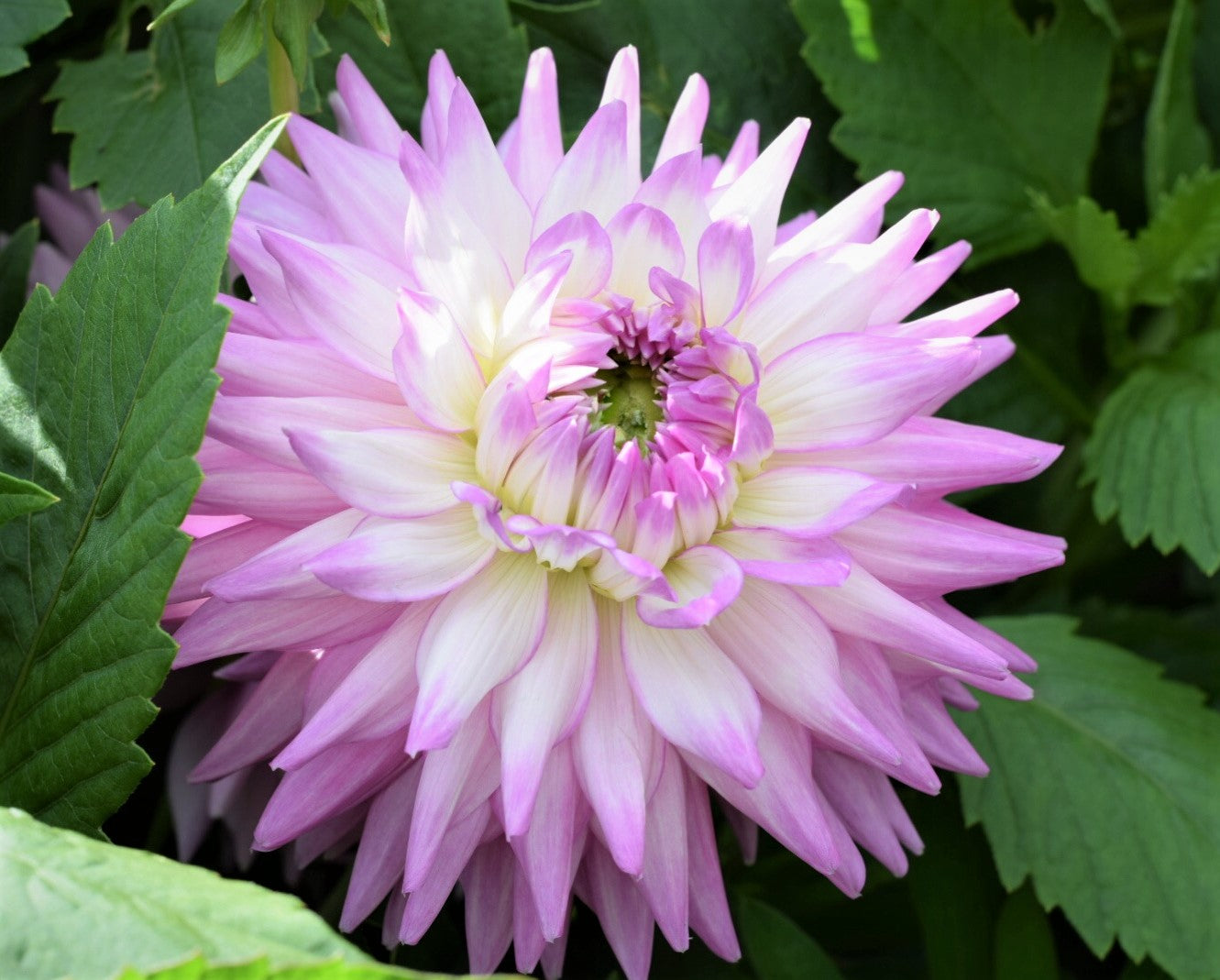 Karma Amanda Violet White Bicolor Dahlia Flower seeds for Planting Wildflower Mix Heirloom & GMO Free Seeds for Home Garden
 
 Sale