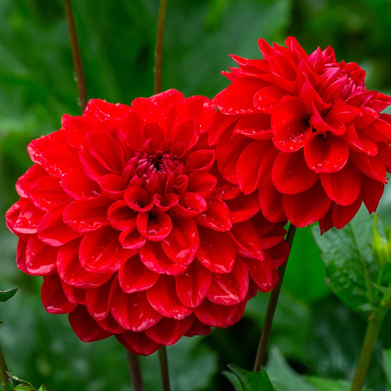 Dahlia Flower seeds for Planting Compact Growth Heirloom & GMO Free Seeds for Home Garden 
 
 Sale