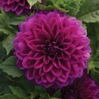 Purple Beard Dahlia Flower seeds for Planting - Low Maintenance, Heirloom & GMO Free Seeds for Home Garden