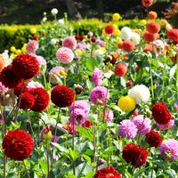 Mix Dahlia Pompon Seeds for Planting  Colorful Flower Garden Blooms, Easy to Grow in Spring