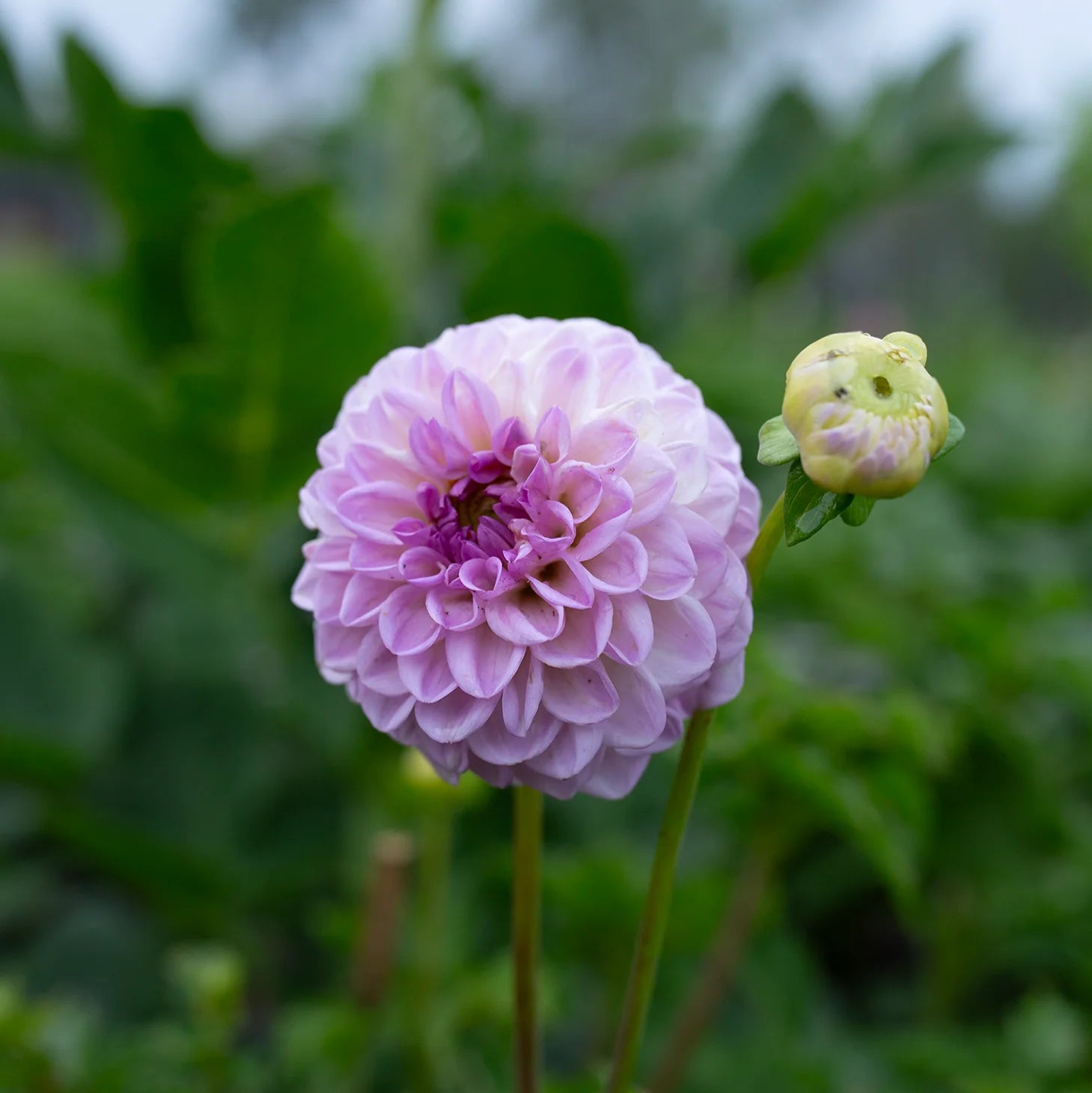 Dahlia Flower seeds for Planting Compact Growth Heirloom & GMO Free Seeds for Home Garden 
 
 Sale